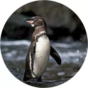 Galapagos penguin