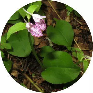 Galearis cyclochila - 