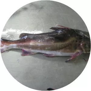 Galeichthys feliceps