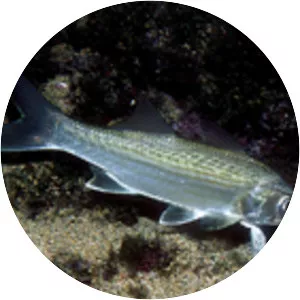 Galeoides decadactylus - Fish