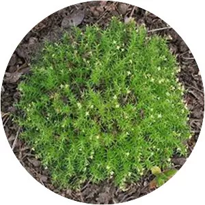 Galium andrewsii