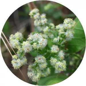 Galium angustifolium