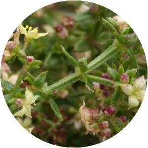 Galium nuttallii - Plants