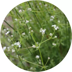 Galium palustre - Plants