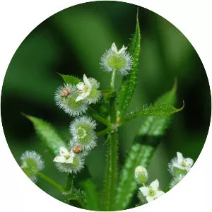 Galium