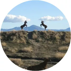 Galleta Meadows Estate - 