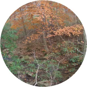 Gallitzin State Forest - 