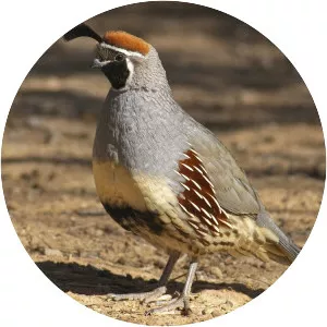 Gambel's quail