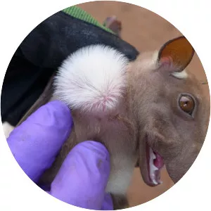Gambian epauletted fruit bat - Animal