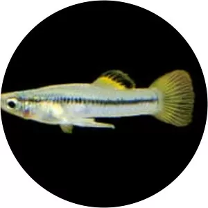 Gambusia vittata