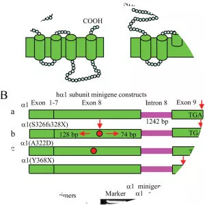 Gamma-aminobutyric acid receptor subunit alpha-1