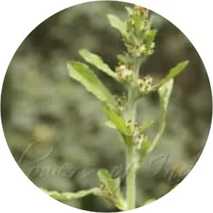 Gamochaeta pensylvanica