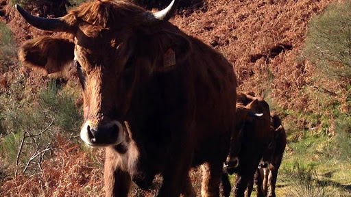 Ganaderia A Carballosa