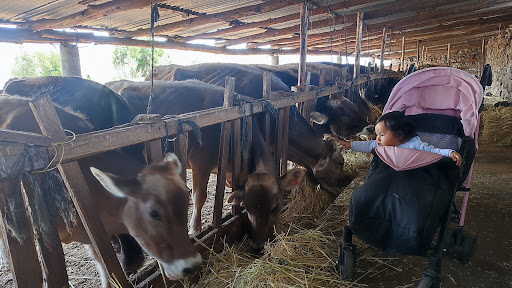GANADERIA INGALLA - Stable in Peru