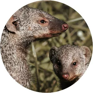 Gangland Killers - TV program