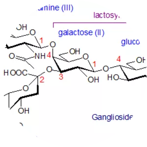 Ganglioside - 