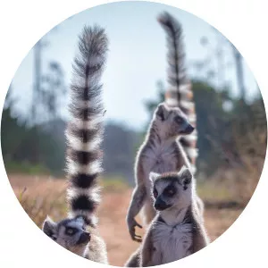 Gangs of Lemur Island