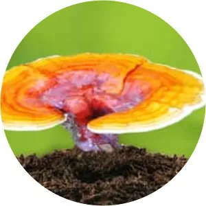 Ganoderma