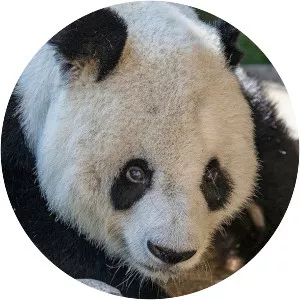 Gao Gao - Giant panda
