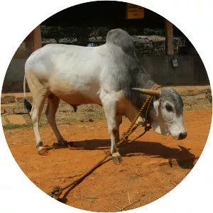 Gaolao (גאולאו)