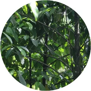 Garcinia pedunculata