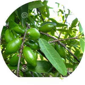 Garcinia schomburgkiana - Plants