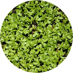 Garden cress - Plants