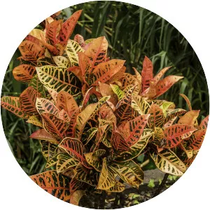 Garden croton - Plants