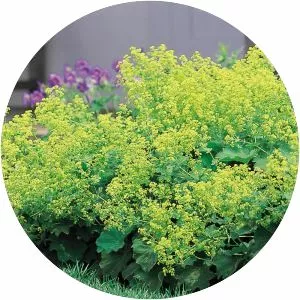 Garden Lady's-mantle - Plants