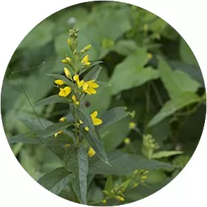 Garden loosestrife