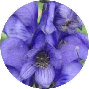 Garden monkshood (Aconitum plicatum)