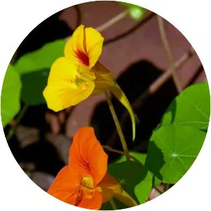 Garden Nasturtium