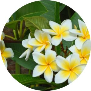 Garden of Perfumes and Spices