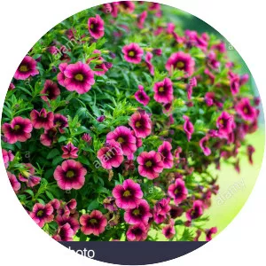 Garden petunia
