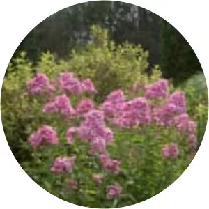 Garden phlox - Plants