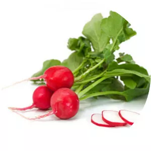 Garden radish - Plants