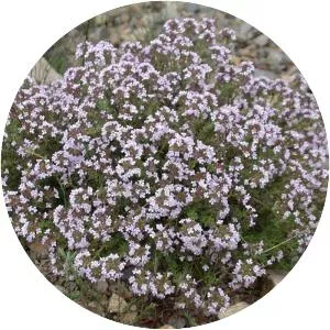 Garden Thyme