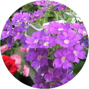 Garden verbena - Plants