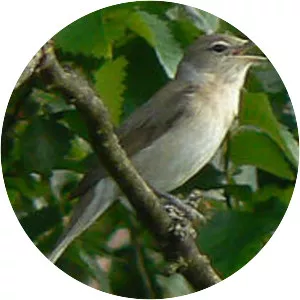 Garden warbler - Bird