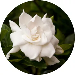 Gardenia