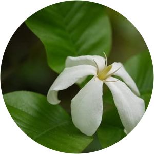 Gardenia resinifera - 