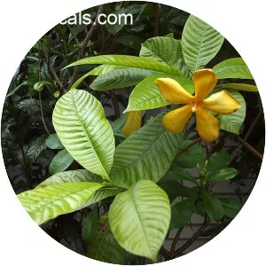 Gardenia sootepensis - Plants