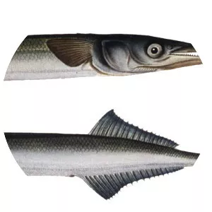 Garfish