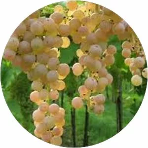 Garganega