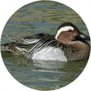 Garganey - Birds