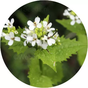 Garlic mustard - Plants