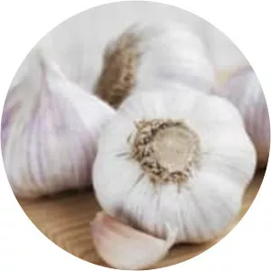 Garlic - Plants