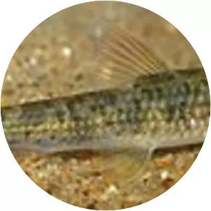 Garra surendranathanii