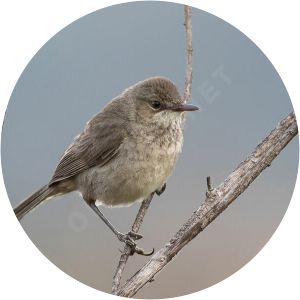 Garrett's reed warbler - Birds