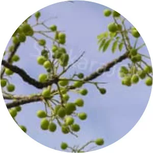 Garuga pinnata - Plants